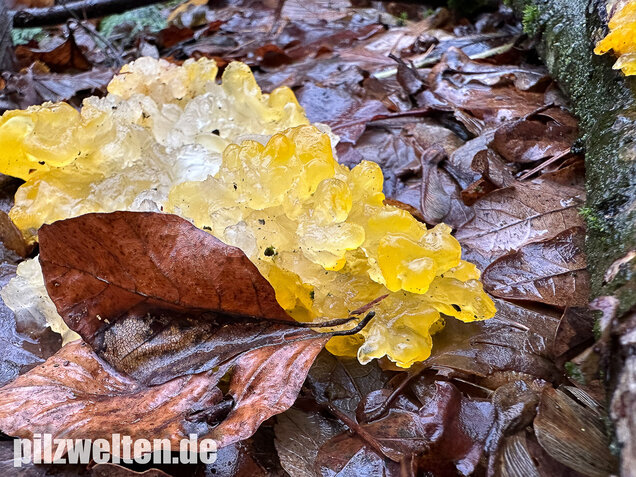 Goldgelber Zitterling, Yellow Brain Fungus, Tremella mesenterica