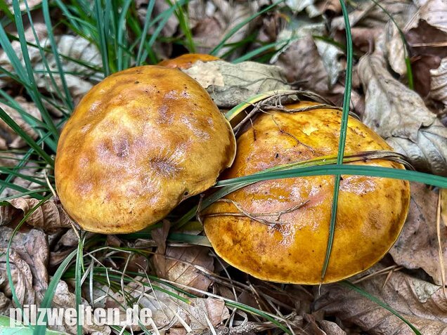 Goldröhrling, Suillus grevillei