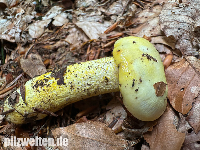 Goldzahn-Schneckling, Hygrophorus chrysodon