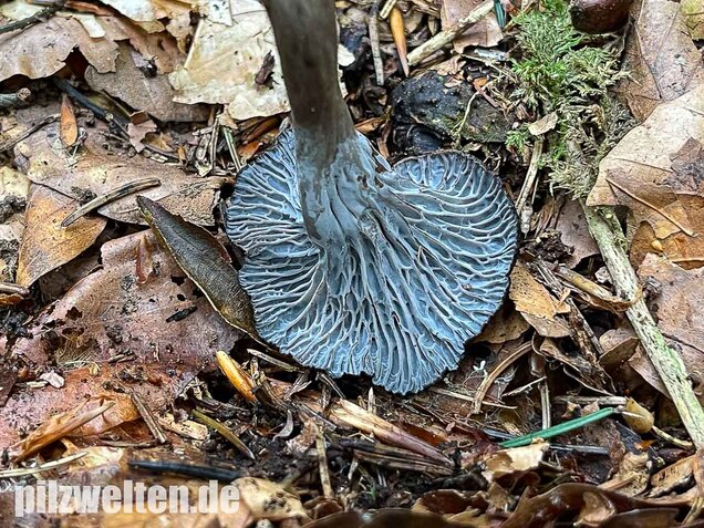 Grauer Pfifferling, Craterellus cinereus