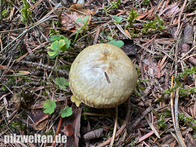Gelbfleischiger Lärchenröhrling, Bresadolas Lärchenröhrling, Suillus bresadolae