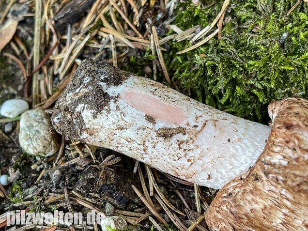 Großer Waldchampignon, Agaricus langei