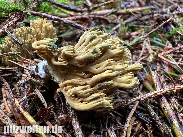 Grünfleckige Fichtenkoralle, Phaeoclavulina abietina