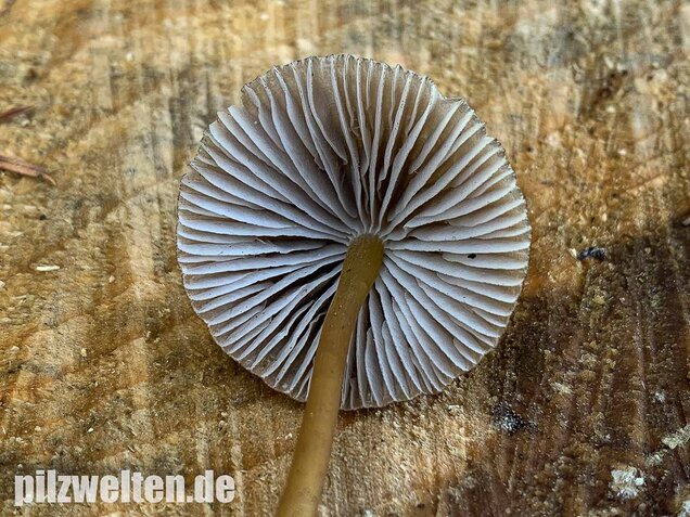Grünschneidiger Helmling, Mycena viridimarginata
