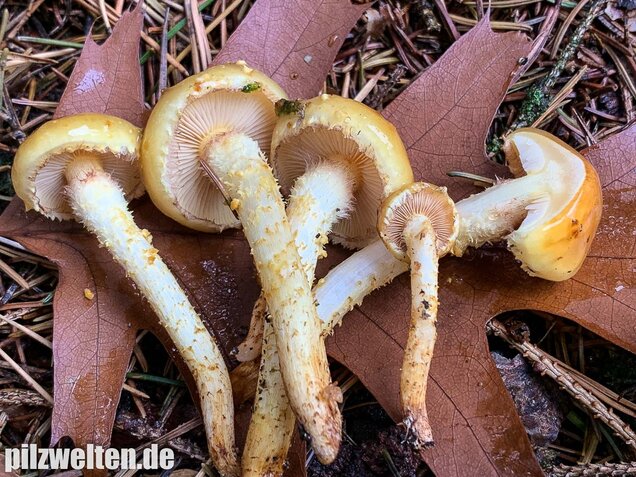 Hochthronender Schüppling, Pholiota limonella