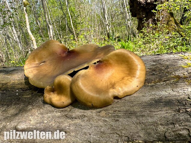 Kastanienbrauner Stielporling, Süßriechender Porling, Picipes badius