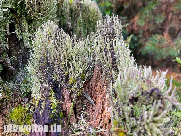 Keulenflechte, Cladonia coniocraea