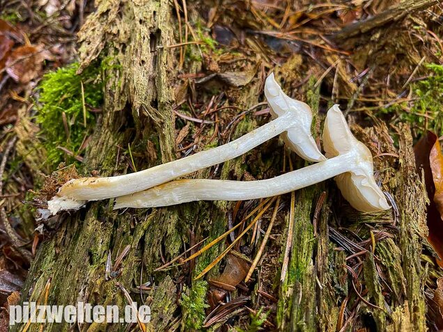 Lästiger Ritterling, Tricholoma inamoenum