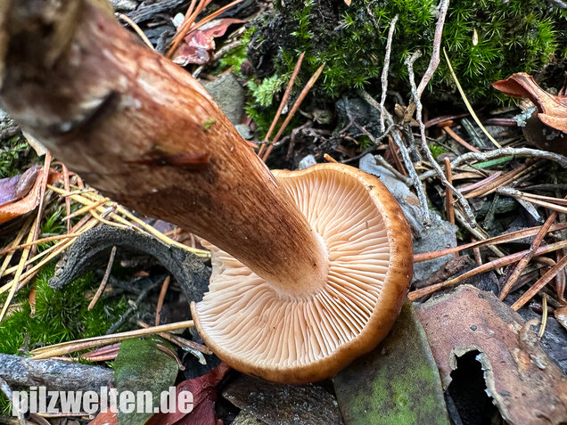 Geschupptstieliger Ritterling, Tricholoma fucatum