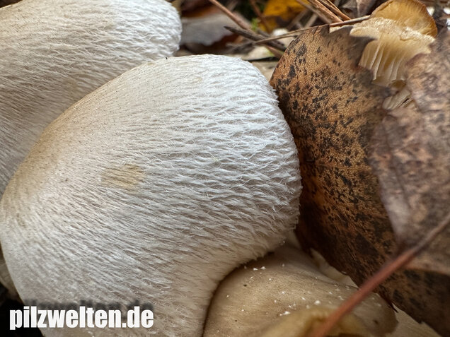 Parasitischer Scheidling, Volvariella surrecta