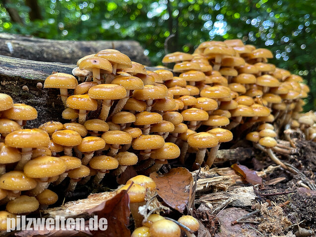Stockschwämmchen, Kuehneromyces mutabilis
