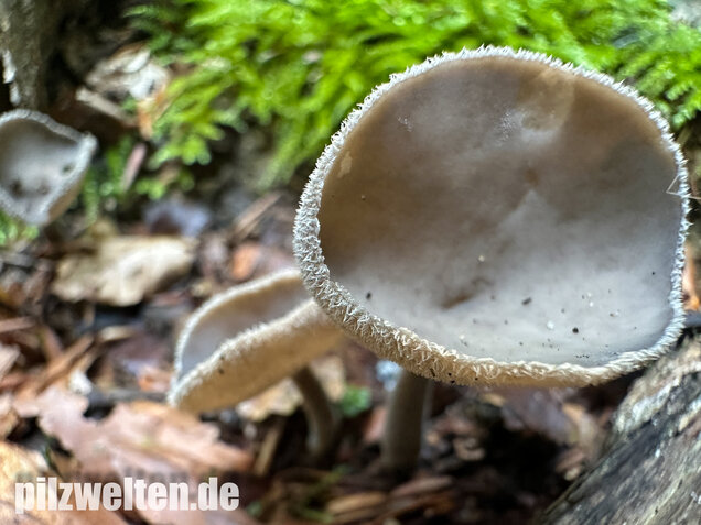 Langstielige Becherlorchel, Grauer Langfüßler, Helvella macropus