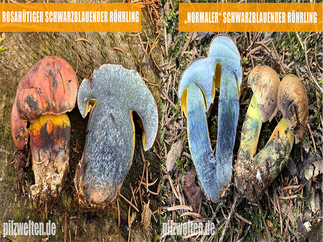 Rosahütiger Schwarzblauender Röhrling