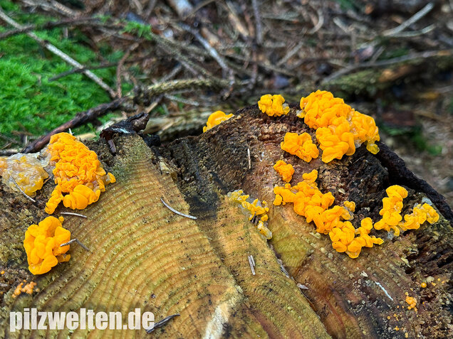 Riesengallertträne, Dacrymyces chrysospermus
