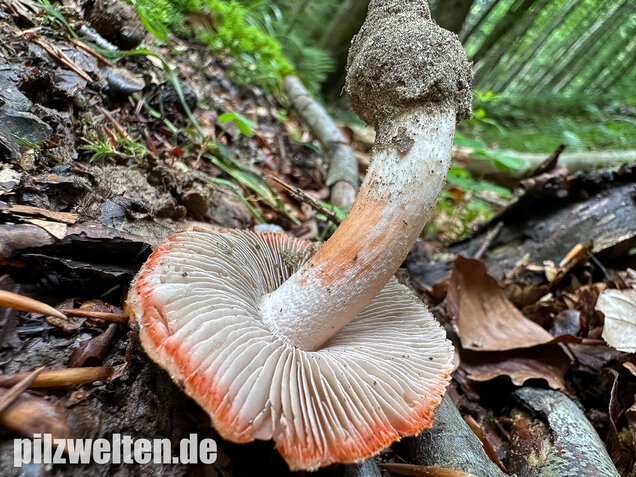Rötender Risspilz, Schamroter Risspilz, Inocybe godeyi