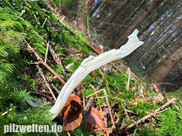 Runzelige Koralle, Runzeliger Keulenpilz, Clavulina rugosa