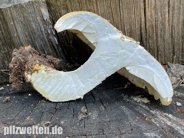 Schuppiger Sägeblättling, Neolentinus lepideus