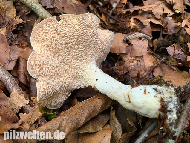 Semmelstoppelpilz, Hydnum repandum
