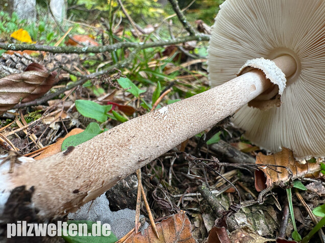 Sternschuppiger Riesenschirmling, Grobscholliger Riesenschirmling, Macrolepiota rhodosperma