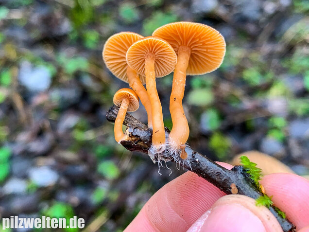 Gemeiner Trompetenschnitzling, Tubaria furfuracea