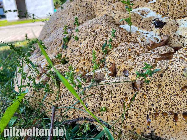 Tropfender Schillerporling, Pseudoinonotus dryadeus