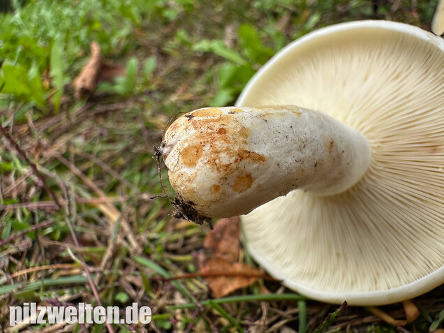 Blasser Zonenmilchling, Scharfer Pappelmilchling, Lactarius evosmus
