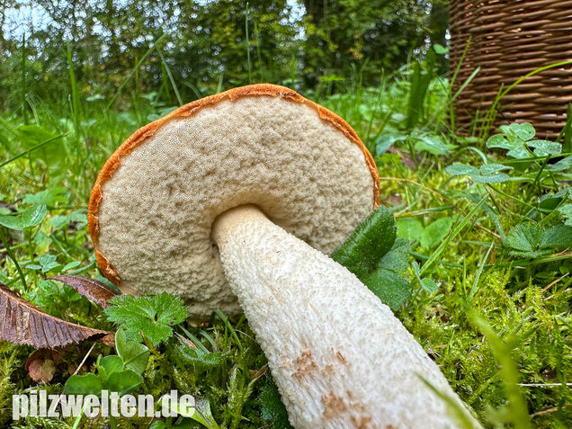 Weißstielige Rotkappe, Espenrotkappe, Leccinum leucopodium