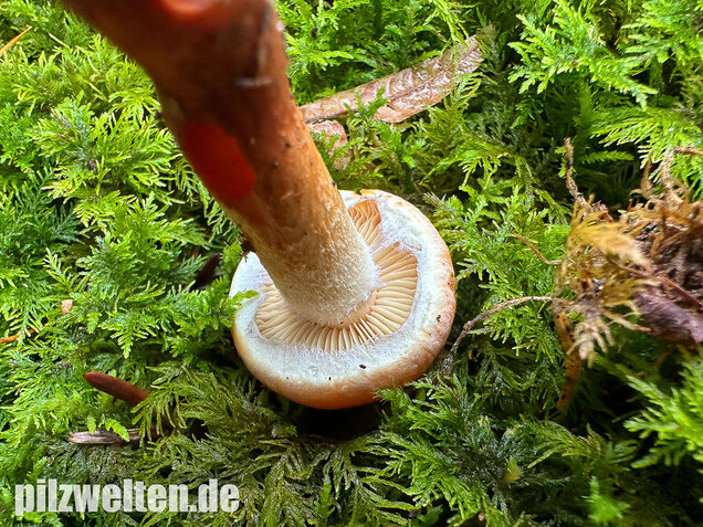 Ziegelroter Schwefelkopf, Hypholoma lateritium