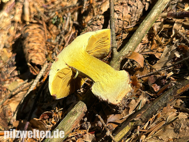 Anisklumpfuß, Cortinarius odorifer