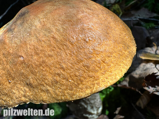 Birkenrotkappe, Leccinum versipelle
