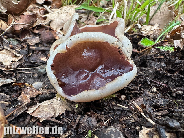 Braunvioletter Brandstellenbecherling, Violetter Becherling, Geoscypha violacea