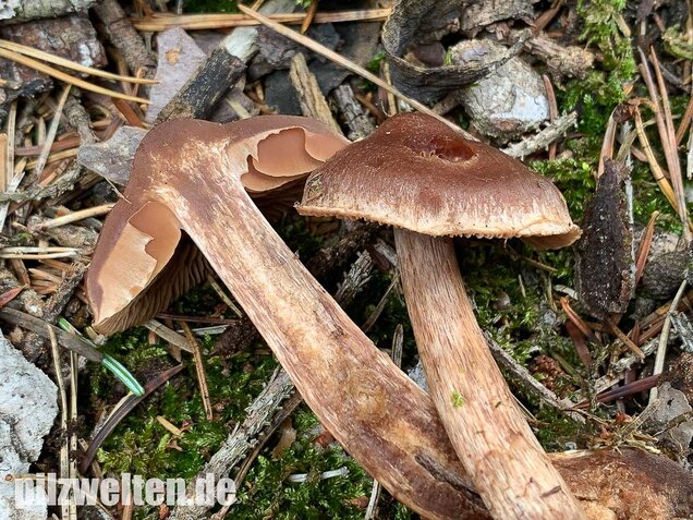 Dunkelbrauner Gürtelfuß, Cortinarius brunneus