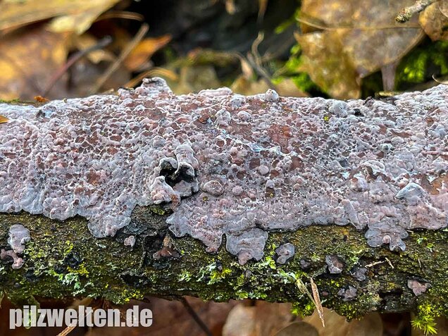 Eichen-Zystidenrindenpilz, Peniophora quercina