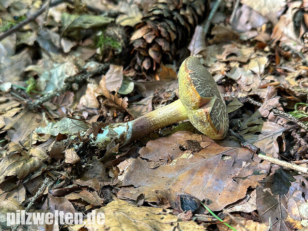 Falscher Rotfußröhrling, Düsterer Rotfußröhrling, Xerocomellus porosporus