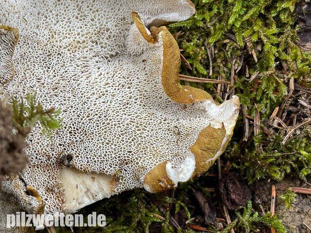 Gelbgrüner Kammporling, Laeticutis cristata