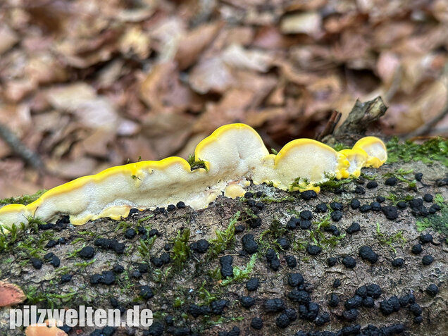Gilbende Tramete, Spitzwarzige Weißfäuletramete, Antrodiella serpula