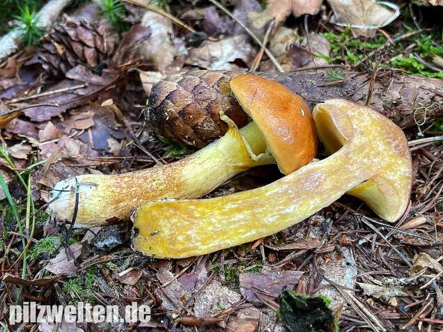 Goldröhrling, Suillus grevillei