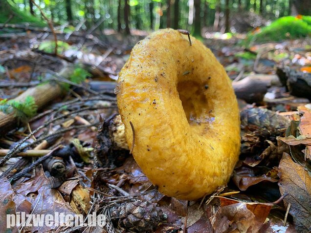 Grubiger Milchling, Lactarius scrobiculatus