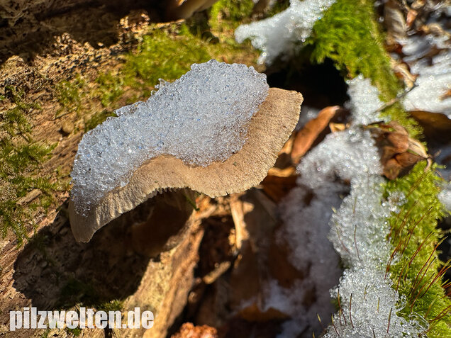 Harziger Sägeblättling, Neolentinus adhaerens
