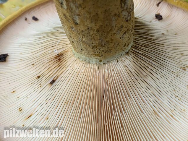 Olivbrauner Milchling, Lactarius turpis