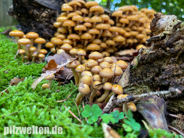 Stockschwämmchen, Kuehneromyces mutabilis