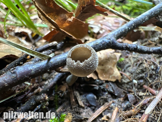 Langstielige Becherlorchel, Grauer Langfüßler, Helvella macropus