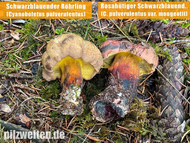 Schwarzblauender Röhrling, Cyanoboletus pulverulentus