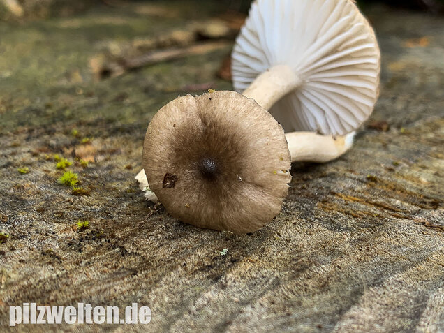 Schwarzpunktierter Schneckling, Hygrophorus pustulatus