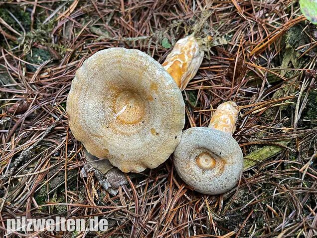 Spangrüner Kiefernreizker, Lactarius semisanguifluus