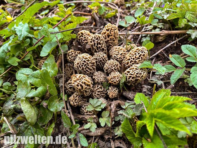 Speisemorchel, Morchella esculenta