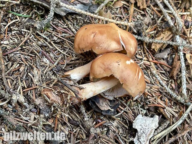 Verdrehter Rübling, Rhodocollybia prolixa