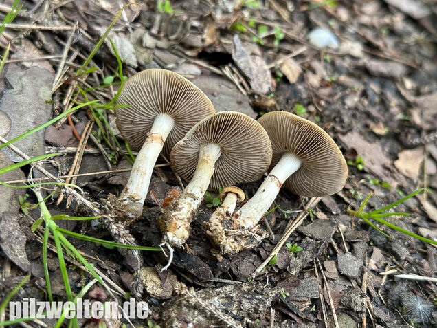 Voreilender Ackerling, Agrocybe praecox