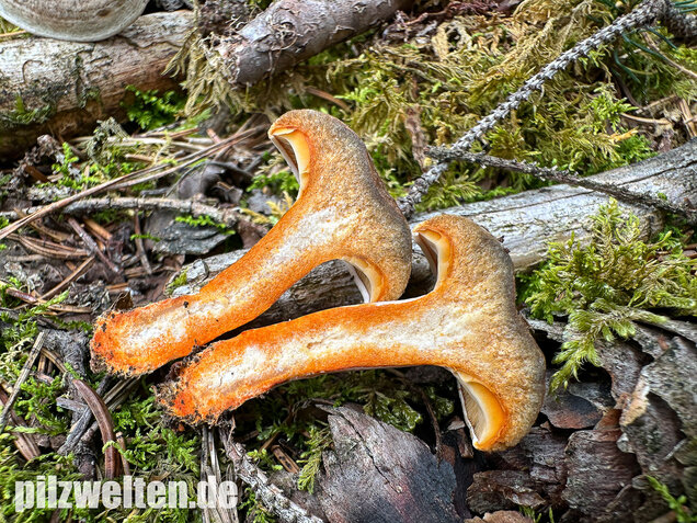 Wechselblauer Edelreizker, Lactarius quieticolor
