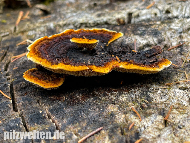 Zaunblättling, Gloeophyllum sepiarium